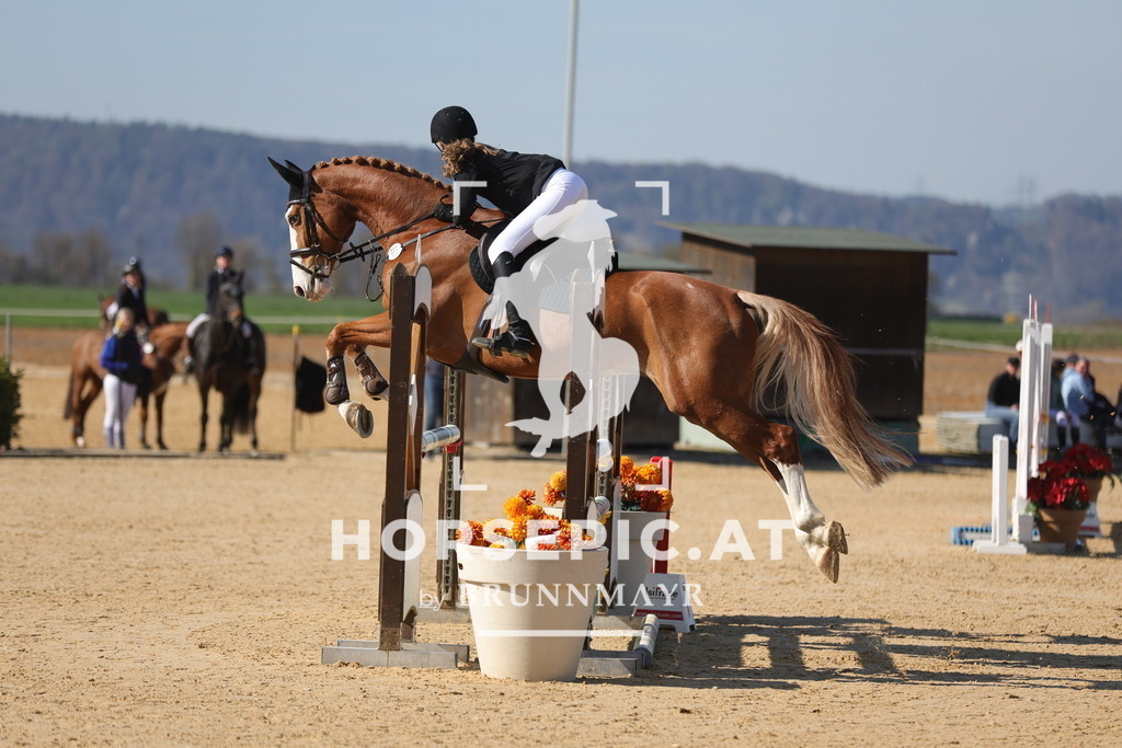 0P6A1775 | Willkommen bei Brunnmayr - Design & Fotografie – Ihrem Spezialisten für Reitturniere und Pferdeveranstaltungen in Oberösterreich, Salzburg und Bayern! Seit über 17 Jahren sind wir leidenschaftlich dabei.