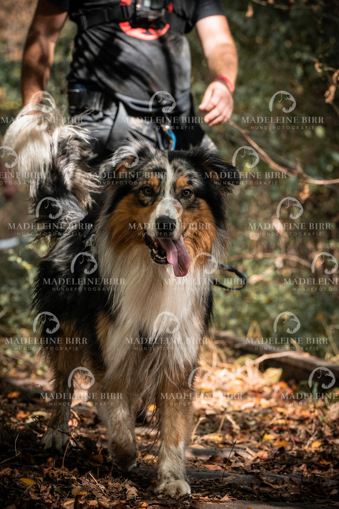 madeleinebirr.fotografie.2026.cc.hunsrueck.12-13Uhr.287 | hundefotografie-birr