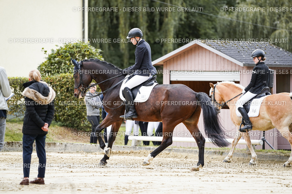 DSC04786 | Pferdegrafie