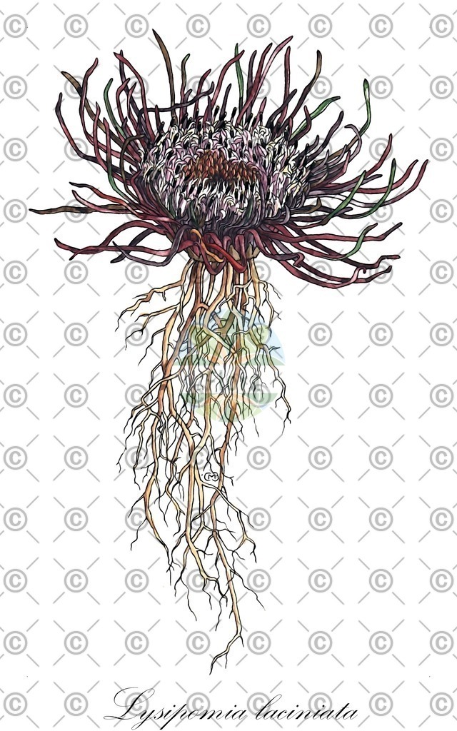 HistAbb_EMP_26038_SRC_Schlechtendal_FLORAD_SIMPLE | Historische Abbildung von Lysipomia laciniata - Campanulaceae | Historical Illustration of Lysipomia laciniata - Campanulaceae