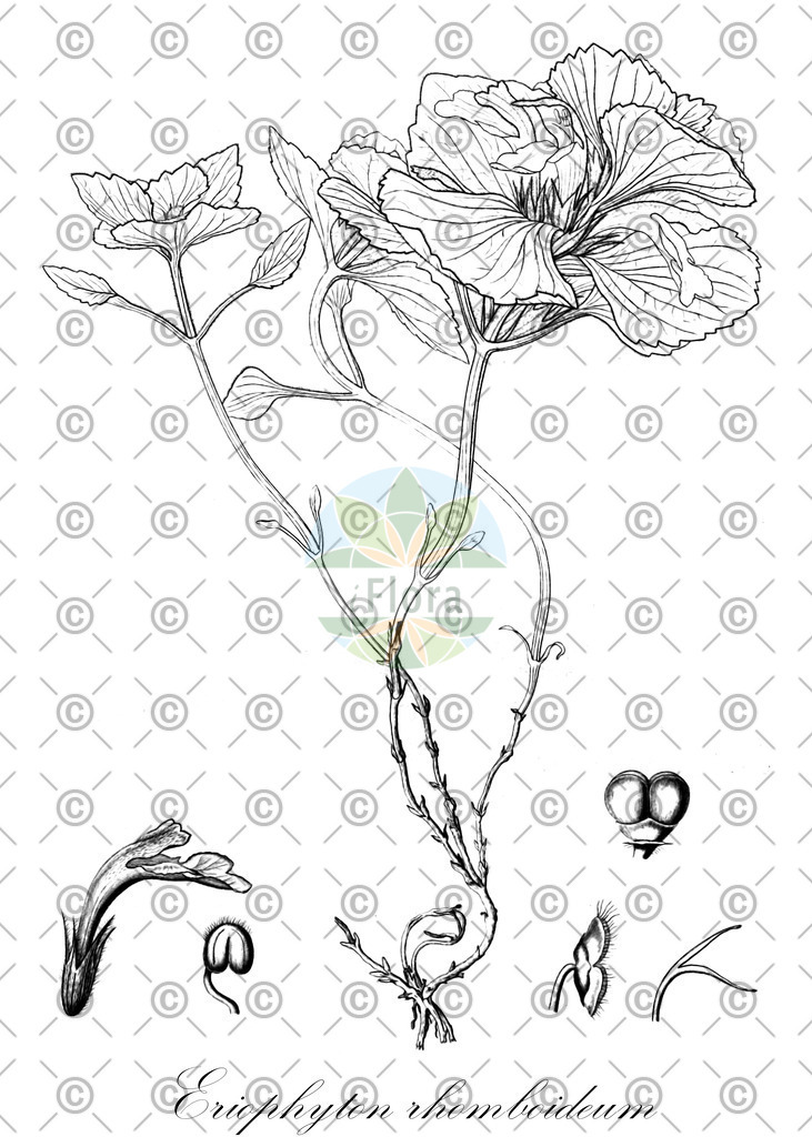 HistAbb_wfo-0000415205_2_ENZY_Simple | Historische Abbildung von Eriophyton rhomboideum - Lamiaceae | Historical Illustration of Eriophyton rhomboideum - Lamiaceae