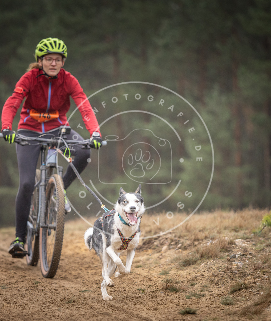 Pfotenfotografie_DV3A4078 | Hundefotografie, Tierfotograf, Pfotenfotografie, Fotoshooting Hund, Hunde Portrait, Hundesport, Hundeportraits, Heideshooting, Hunde, Sportfotograf, Hundefotograf, Turnierhundsport, THS,  - Realisiert mit Pictrs.com