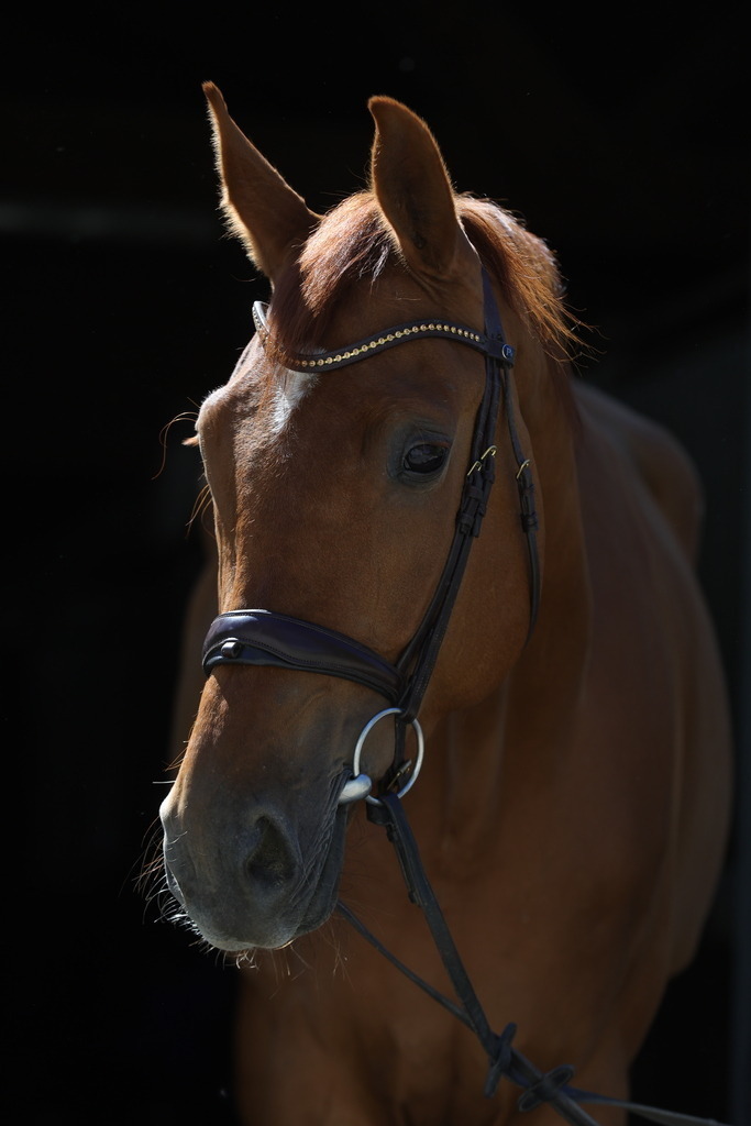 0P6A8928 | Willkommen bei Brunnmayr - Design & Fotografie – Ihrem Spezialisten für Reitturniere und Pferdeveranstaltungen in Oberösterreich, Salzburg und Bayern! Seit über 17 Jahren sind wir leidenschaftlich dabei.