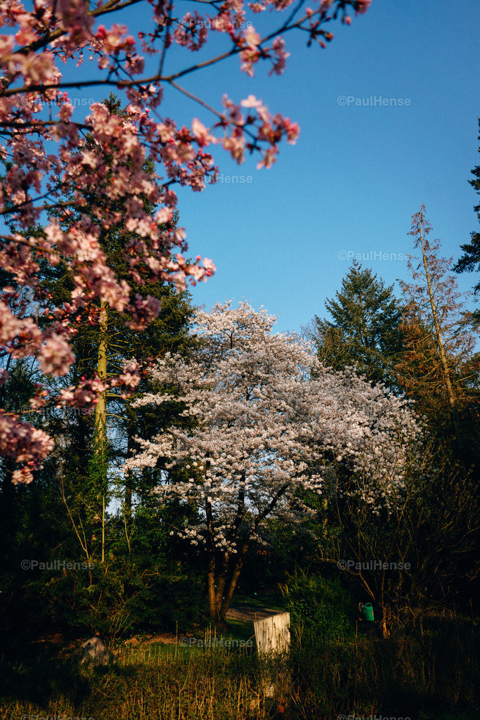 20220324_PaulHense_S0022_DSC03486 | paulhense - Realisiert mit Pictrs.com