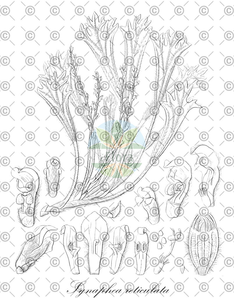 HistAbb_wfo-0001142458_1_ENZY_Simple | Historische Abbildung von Synaphea reticulata - Proteaceae | Historical Illustration of Synaphea reticulata - Proteaceae