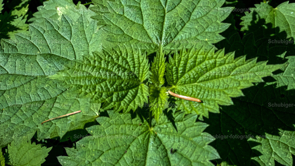 Brennnesseln | Brennnesseln - Realisiert mit Pictrs.com