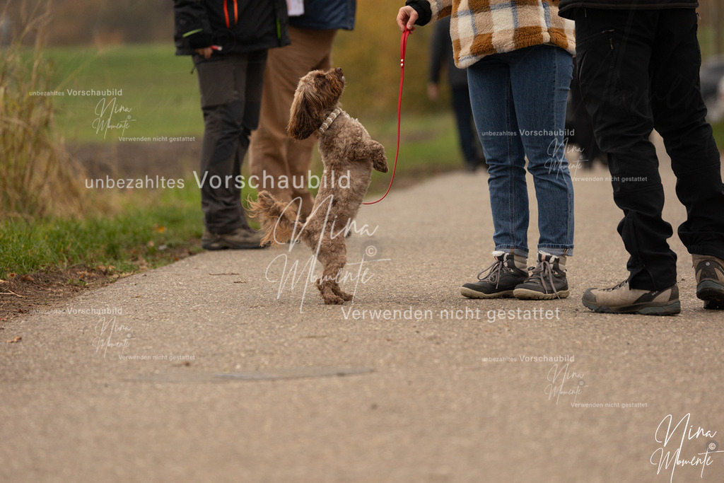_16A0681 | Einzigartige Fotos von Hunden & Menschen –Actionfotos, Portraits, Vereinsaufnahmen & Paarshootings – authentisch, lebendig & mit Herz.