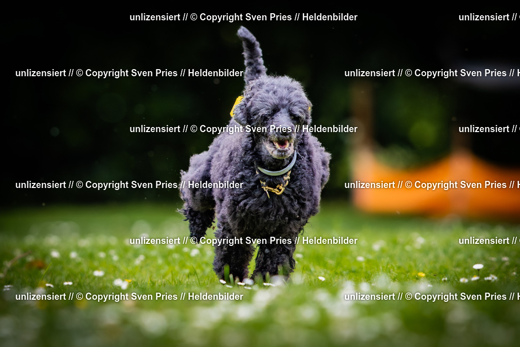 Sven Pries | 2025-05-29 - Pudelrennen KA-Durlach - Realisiert mit Pictrs.com