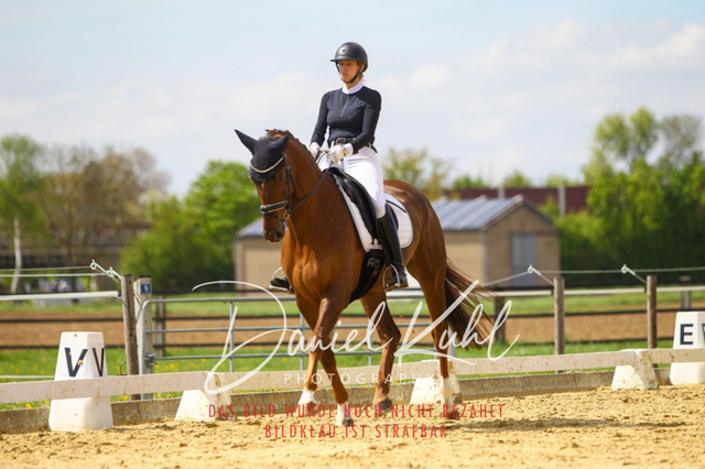 DKP43157 | Turniersportfotografie; Pferdefotografie; Dressurfotografie