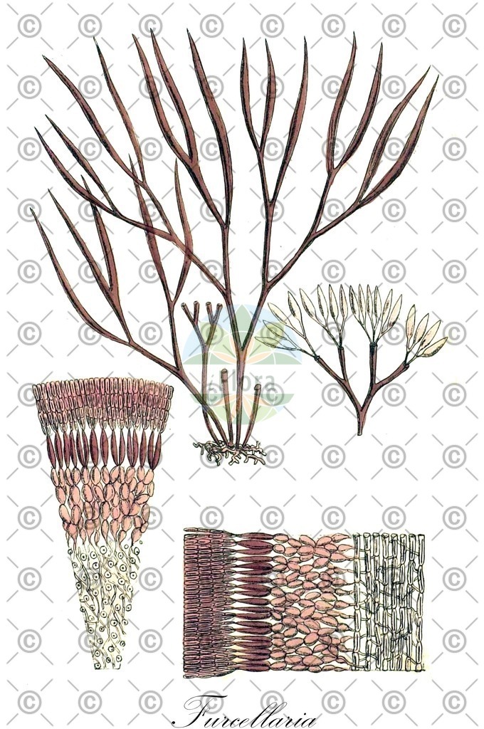 HistAbb_wfo-0000768263_1_ENZY_Simple | Historische Abbildung von Furcellaria - Furcellariaceae (0) | Historical Illustration of Furcellaria - Furcellariaceae (0)