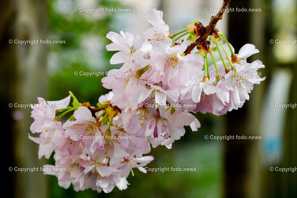 Frühling_ Blumen_ Bäume_ 06.04.2026-2 | 06.04.2026, Linz, AUT, Themenbild, im Bild Fruehling, Baeume, Kirschblüten, Zierkirsche, Blüten, Blueten, Baum, Bäume, Baeume,  Ziergehoelz, rosa, weiss, rosa Blüten, weiß-rosa Blüten, Frühlingsblumen, Frühling, Blütenknospen, Blühender Baum, Zierbaum, Gartenpflanze, Naturfotografie, Pflanzenfotografie, Nahaufnahme, Zweige, Knospen, Blütenpracht, botanisch, Frühjahrsblüte, Symbolbild, Feature