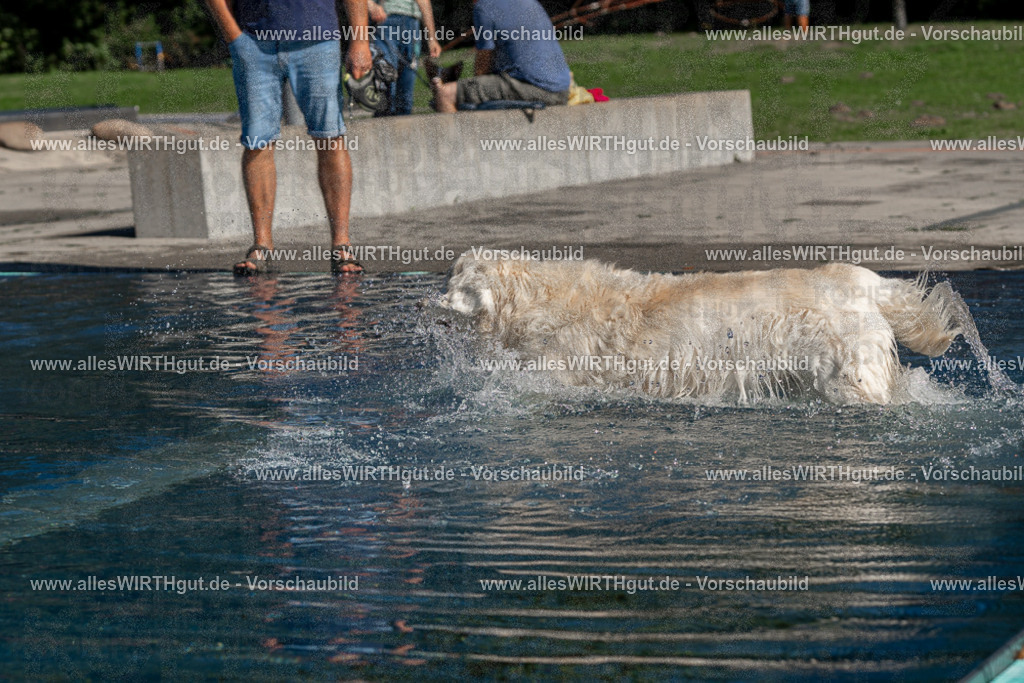 Hundeschwimmen_Volksbad_2026-allesWIRTHgut_Tierfotografie-2609061057-FAY06052 | Professionelle Tierfotografie in Mönchengladbach von Daniel Wirth (allesWIRTHgut). Liebevolle & natürliche Bilder von Hunden & Katzen für unvergessliche Erinnerungen.