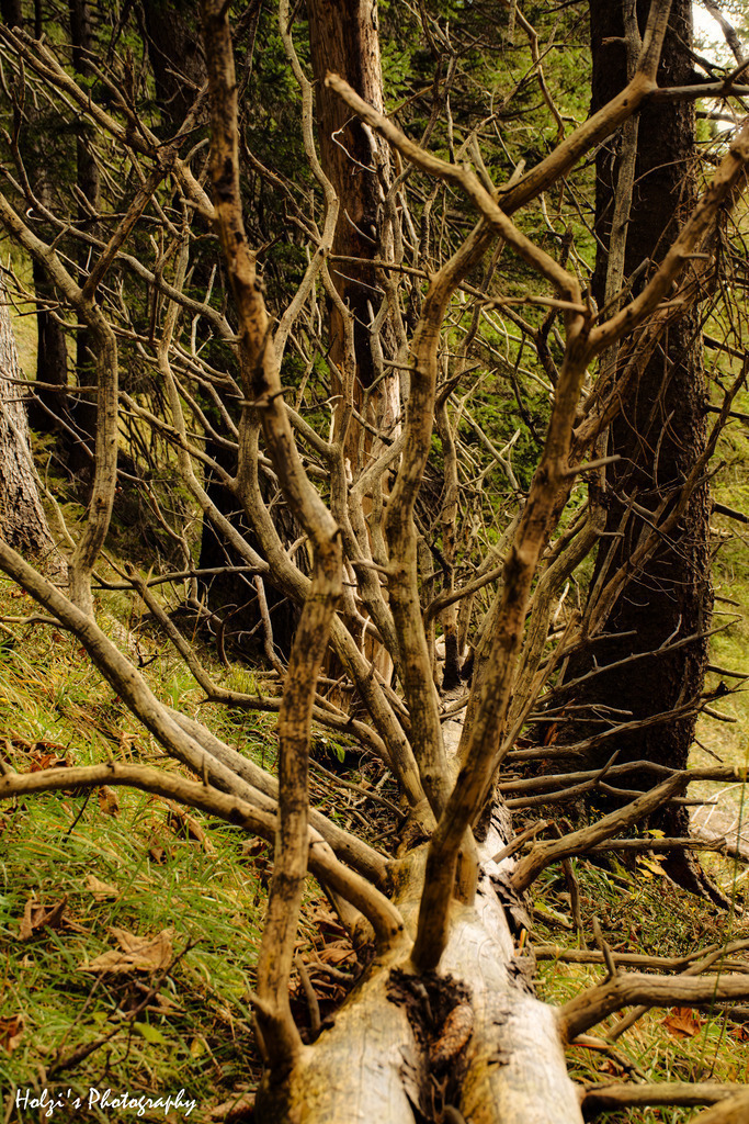 Wild Forms – Art of Nature | Holzisphotography, Landschaftsfotografie, Wildlifefotogorafie - Realisiert mit Pictrs.com