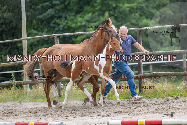 Hexenberg-365 | mandyhollmannphotographie