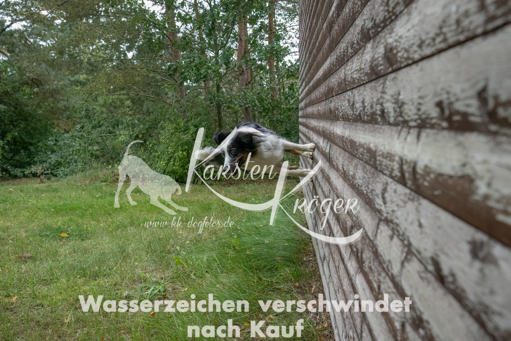 1328_ZZ93497-2-Bearbeitet | kk-dogfotos