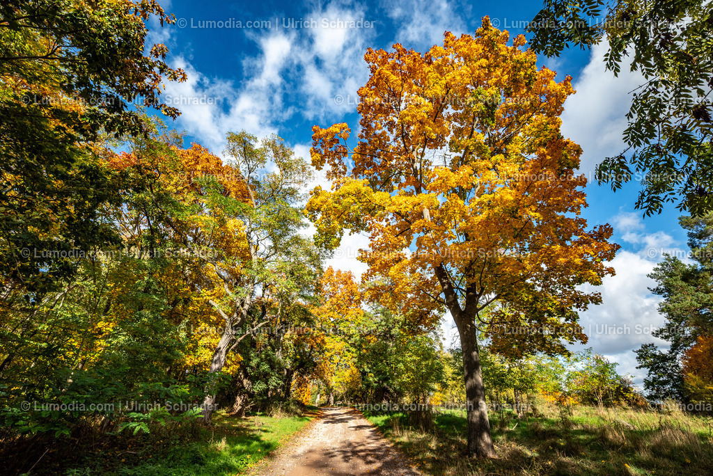 10049-13727 - Herbststimmung in den Spiegelsbergen | Stockfoto und Bilderpool mit Bildmaterial aus Deutschland, dem Harz, Halberstadt, Quedlinburg, Wernigerode und weltweit. Qualitativ hochwertige und professionelle Fotos anschauen und kaufen. - Realisiert mit Pictrs.com