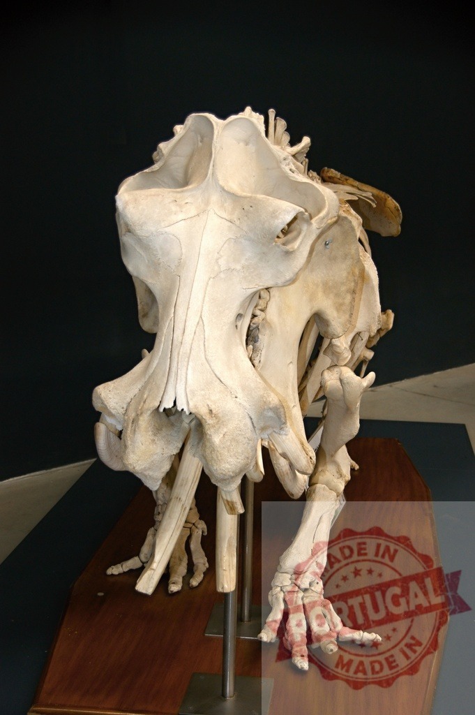 Elephant skull and bones displaying history and natural science | Elephant skull and partial skeleton bones displayed against a dark background in a museum setting - Realized with Pictrs.com