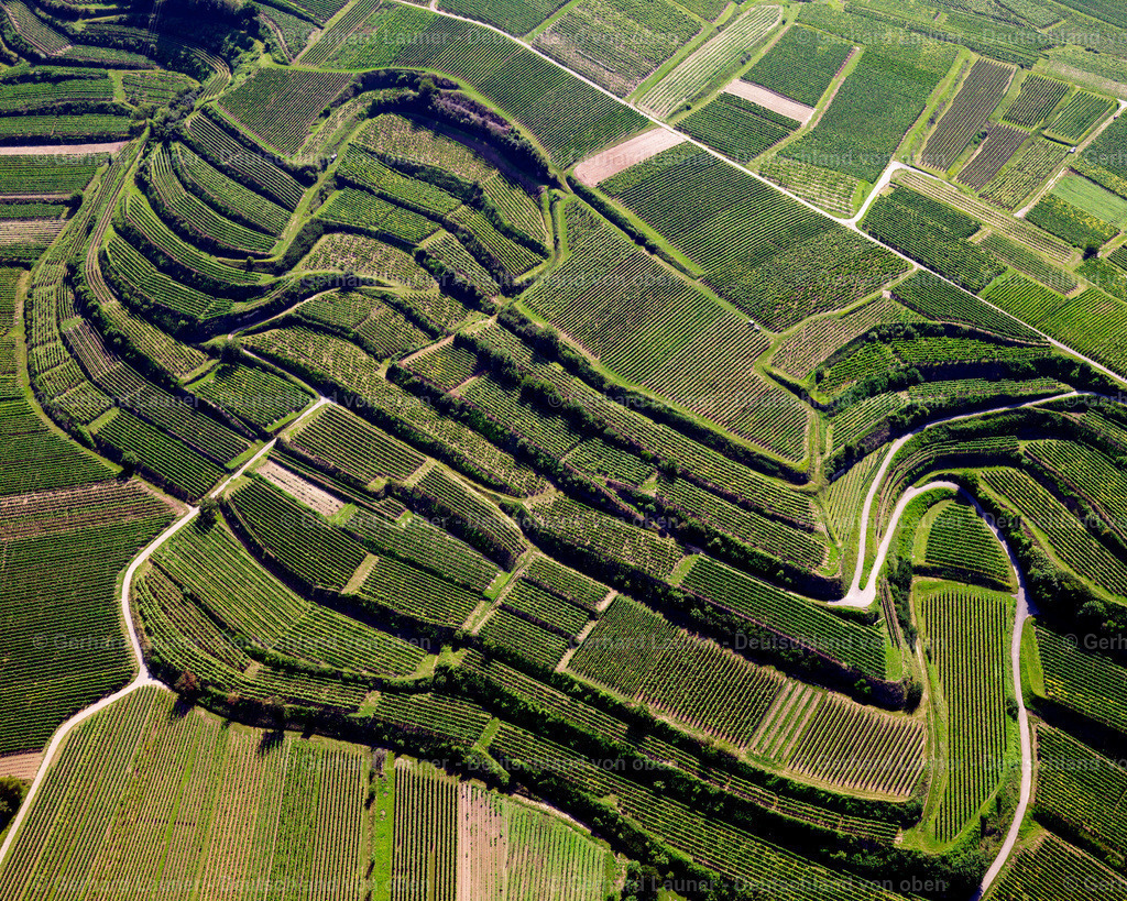 2700049 | Terrassenweinberge bei Jechtingen, Kaiserstuhl
