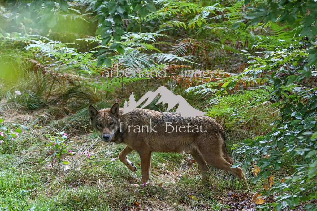 OE7A4161 | erstmalig Erkunden die 4 neuen Wölfe Ihr Gehege im Nat.Park Zentrum Falkenstein in Ludwigsthal