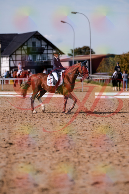 2026_10_03_Siefer-Hof_123439_Z81_32665407 | Professionelle Reitsport-, Turnier- und Eventfotografie von Robert Broda. Galerien mit ausgewählten und bearbeiteten Bildern direkt online ansehen und bestellen.