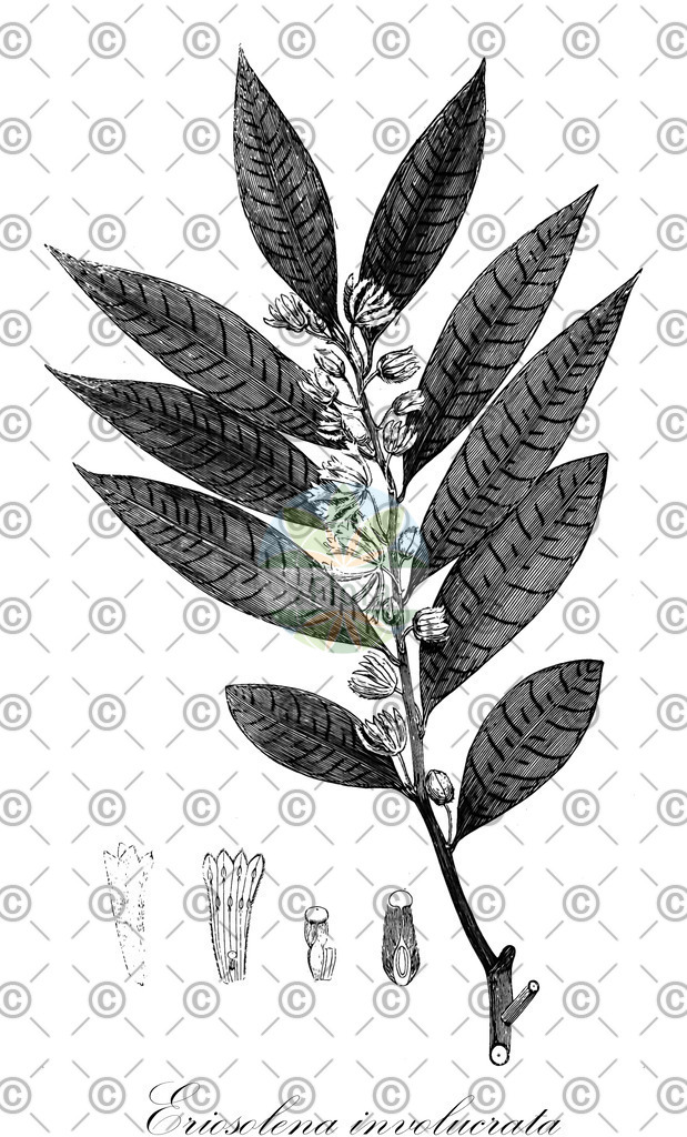 HistAbb_wfo-0000675858_1_ENZY_Simple | Historische Abbildung von Eriosolena involucrata - Thymelaeaceae | Historical Illustration of Eriosolena involucrata - Thymelaeaceae