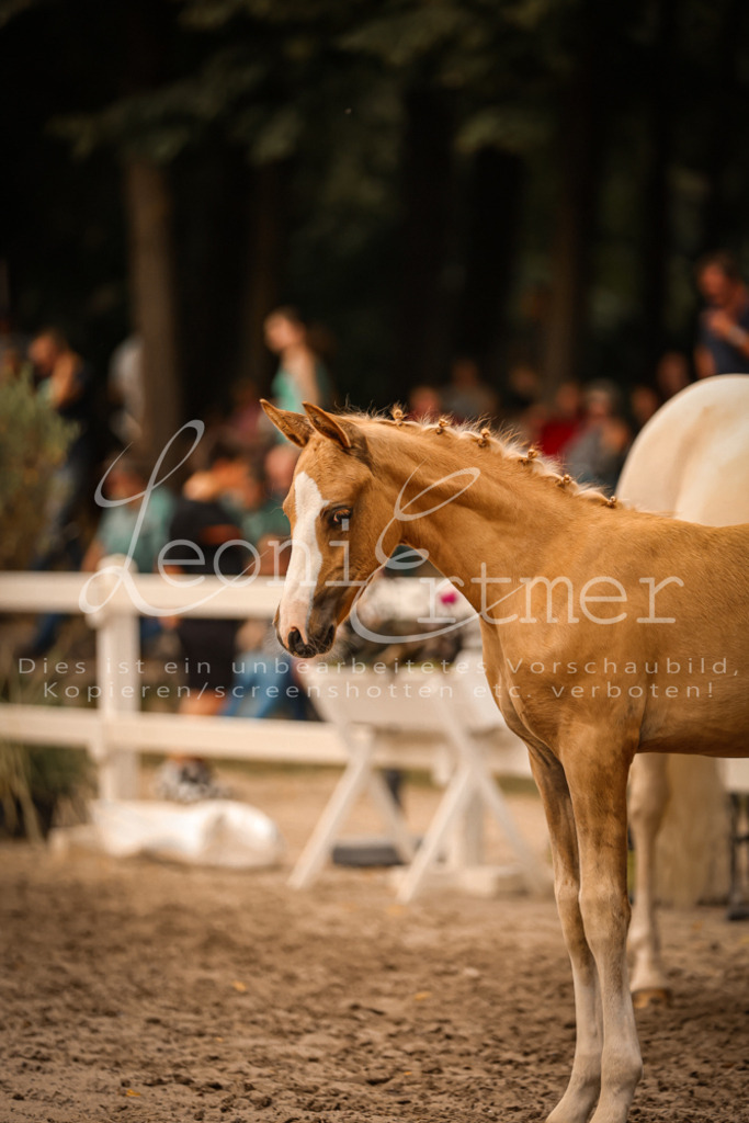 SaPA00251 | Leoni Ertmer Photography - Realisiert mit Pictrs.com