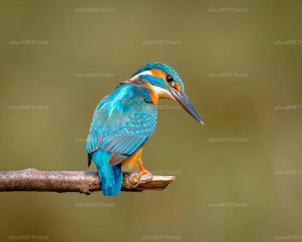 Daniel Wirth - www.allesWIRTHwild.de -7IV04955 | Entdecke die faszinierende Welt der Natur- und Wildlife-Fotografie von Daniel und Bärbel. Inspirierende Bilder von wilden Tieren und kleinen Naturwundern.