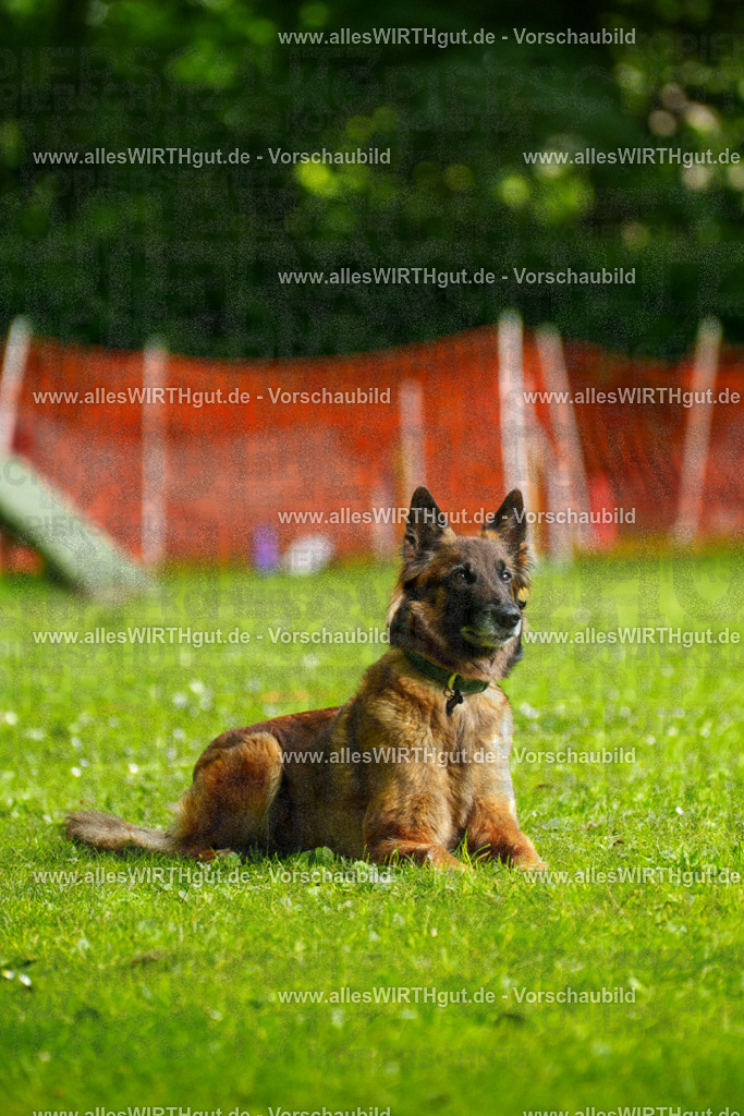 @allesWIRTHgut_Tierfotografie - www.allesWIRTHgut.de - 101920-7R508354 | Professionelle Tierfotografie in Mönchengladbach von Daniel Wirth (allesWIRTHgut). Liebevolle & natürliche Bilder von Hunden & Katzen für unvergessliche Erinnerungen.