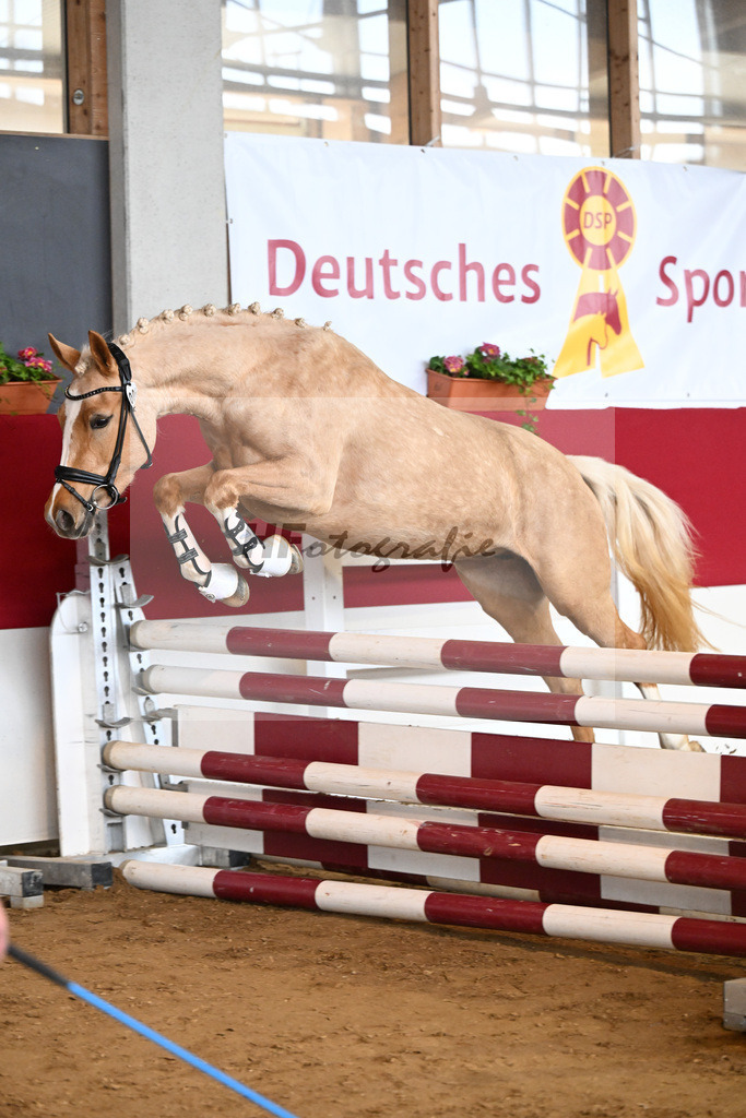 Kat-Nr. 6 Gruendleinshofs Herzbeben v. Golden West M_Kaus_7250913 | hf-fotografie - Realizzato con Pictrs.com