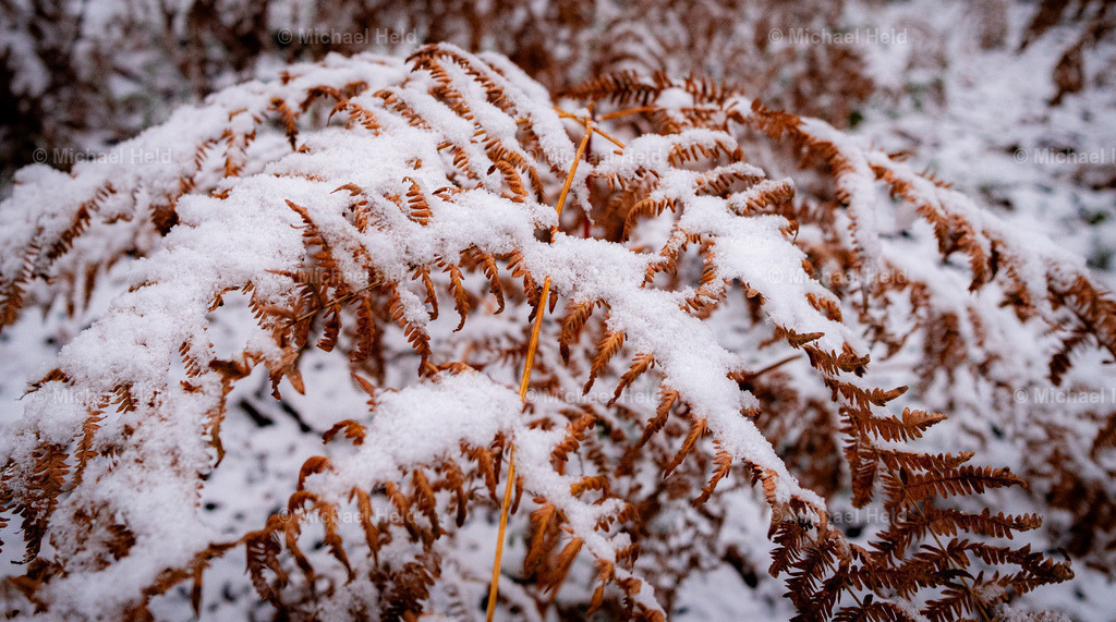 Farn im Winter | Profi-Fotos über Schleswig-Holstein und dem ganzen Norden für Büro, Hotel, Ferienhaus, Ferienwohnung, Wohnzimmer, Arztpraxis uvm. jetzt bestellen. - Realisiert mit Pictrs.com