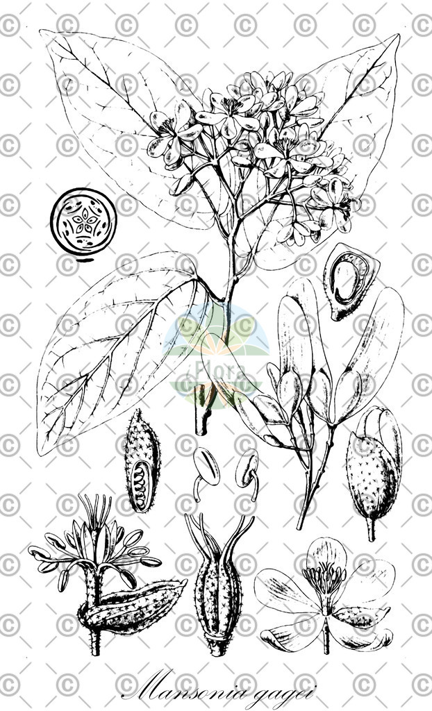 HistAbb_wfo-0001137517_1_ENZY_Simple | Historische Abbildung von Mansonia gagei - Malvaceae | Historical Illustration of Mansonia gagei - Malvaceae