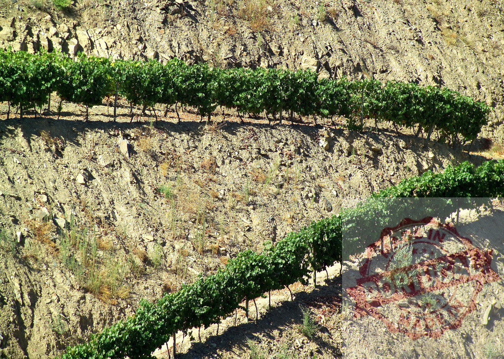 Vineyard rows on terraced hillside creating agricultural landscape | Green grapevines growing in rows on a steep, terraced hillside vineyard under bright sunlight - Realized with Pictrs.com