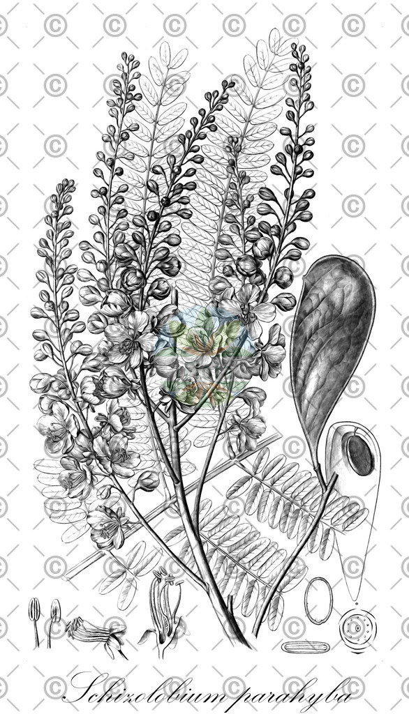 HistAbb_7DMQ_1_ENZY_Simple | Historische Abbildung von Schizolobium parahyba - Fabaceae | Historical Illustration of Schizolobium parahyba - Fabaceae