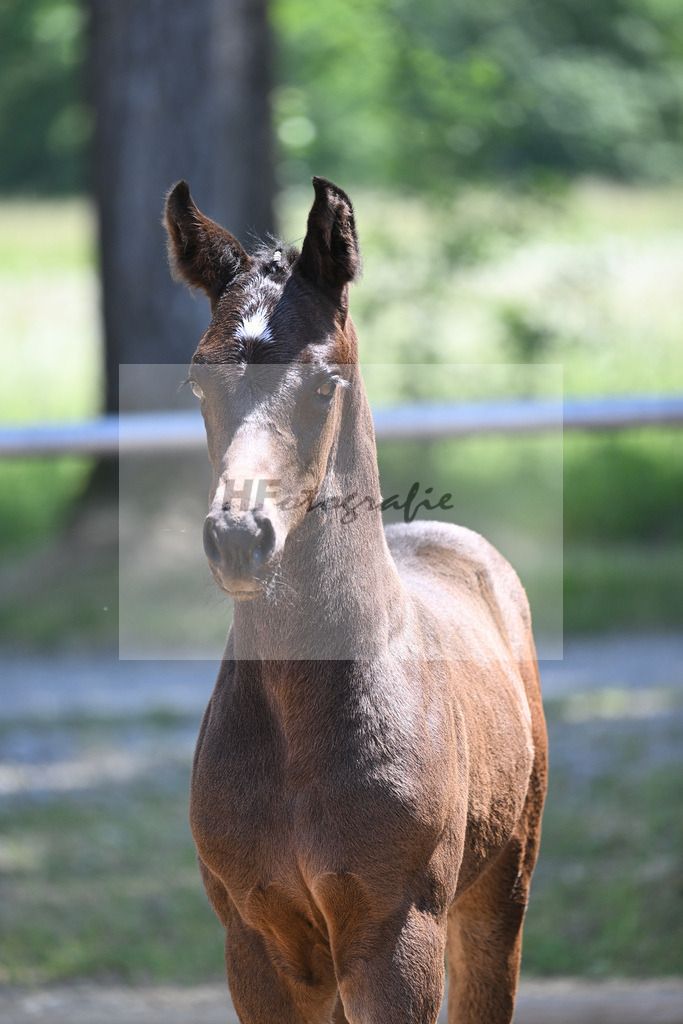 Kat-Nr. 17 HF Va Pensiero_Schindele_14230447 | hf-fotografie - Realisiert mit Pictrs.com