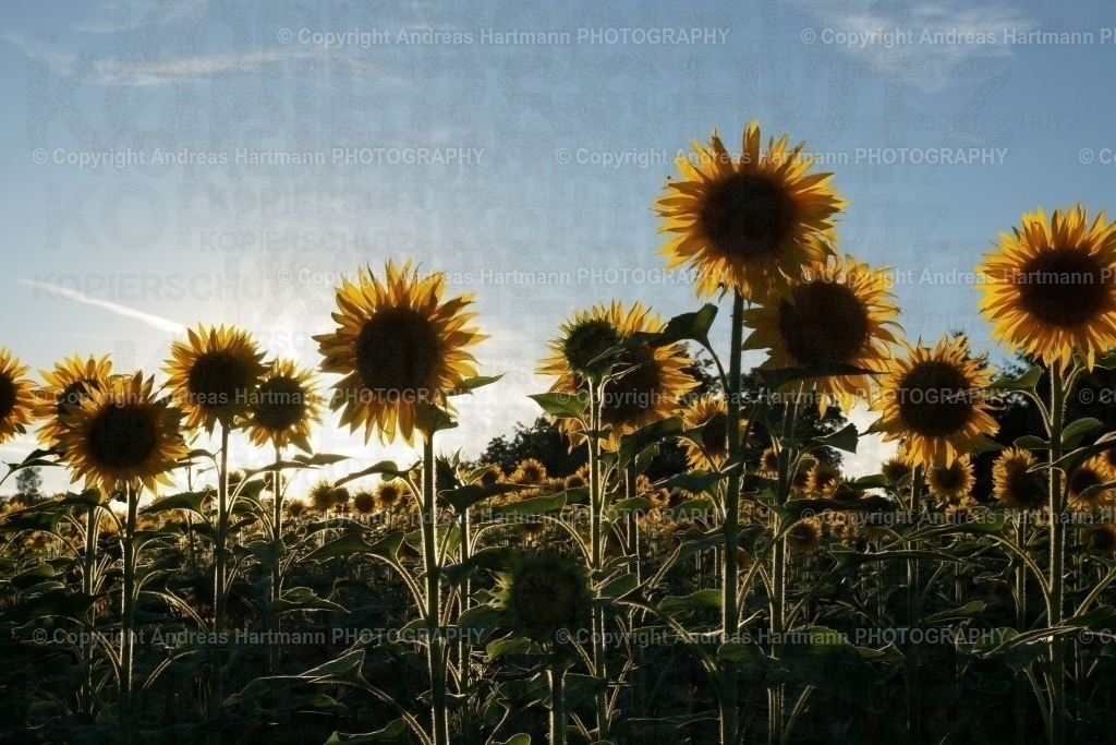 Sonnenblumen Feld im Abendlicht | Sonnenblumen Feld im Abendlicht - Realisiert mit Pictrs.com