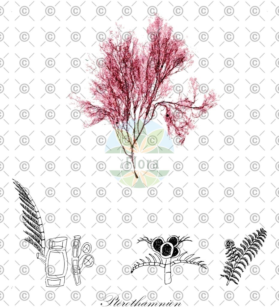 HistAbb_wfo-0001112240_1_ENZY_Simple | Historische Abbildung von Pterothamnion - Ceramiaceae (0) | Historical Illustration of Pterothamnion - Ceramiaceae (0)