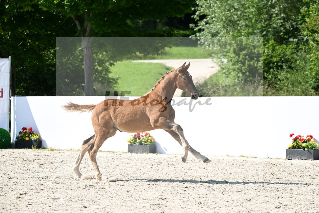 Viva Vegas x Lord Loxley_SF_Wittlinger_13251816 | hf-fotografie - Realizzato con Pictrs.com