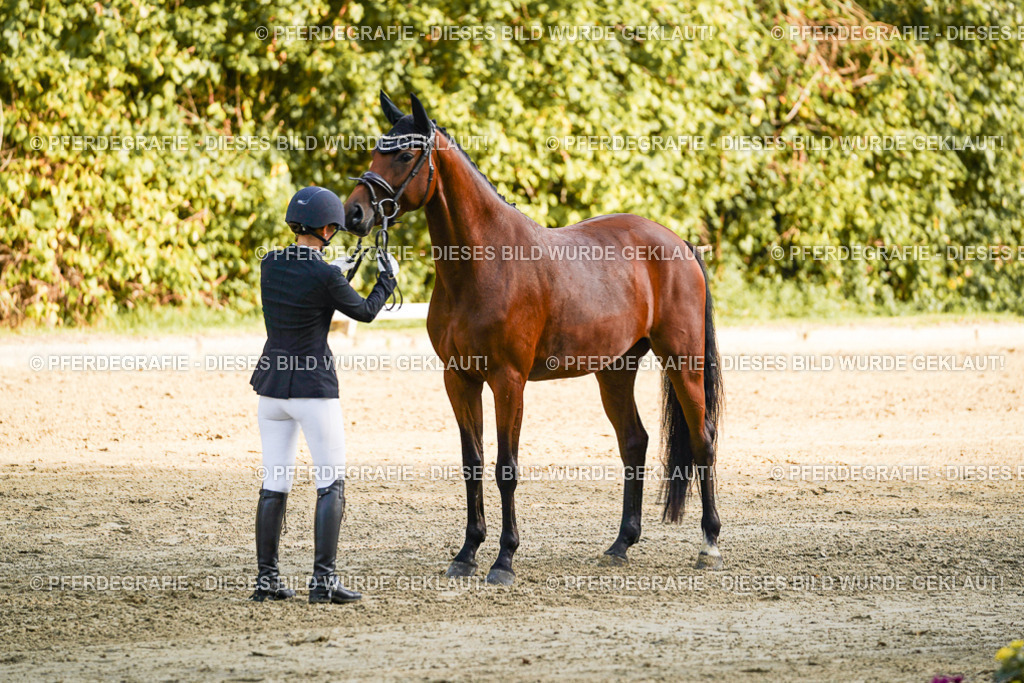 DSC05093 | Pferdegrafie