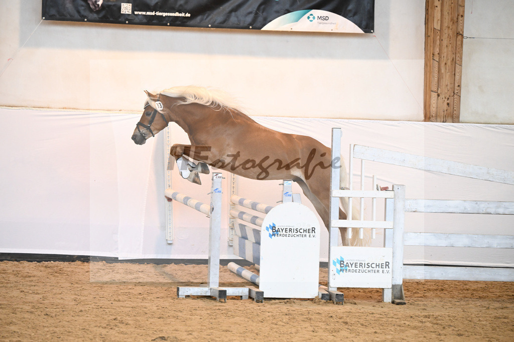 Kat-Nr. 13 Akino v. Akitano_Bleicher_6240265 | hf-fotografie - Realisiert mit Pictrs.com