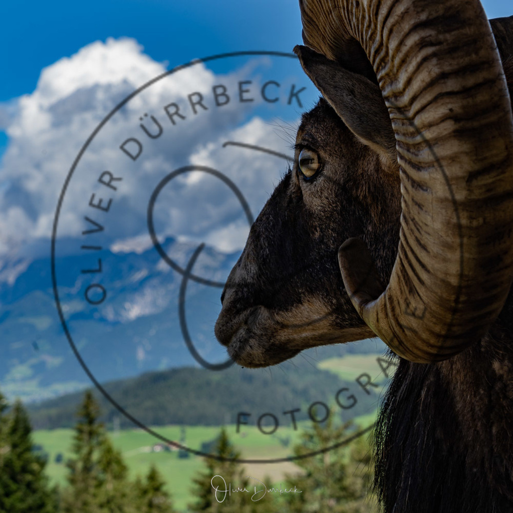 natur-tiere-10 | Shop für Kindergartenfotografie und andere Fotoprodukte von Oliver Dürrbeck Fotografie. - Realisiert mit Pictrs.com