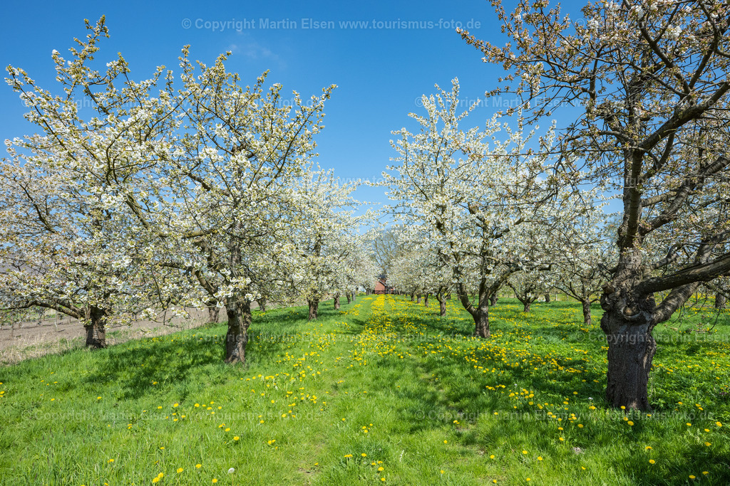 Altes Land Kirschblüte_ELS_0076230423 | Fotos aus den Touristenorten aus Norddeutschland. - Realisiert mit Pictrs.com