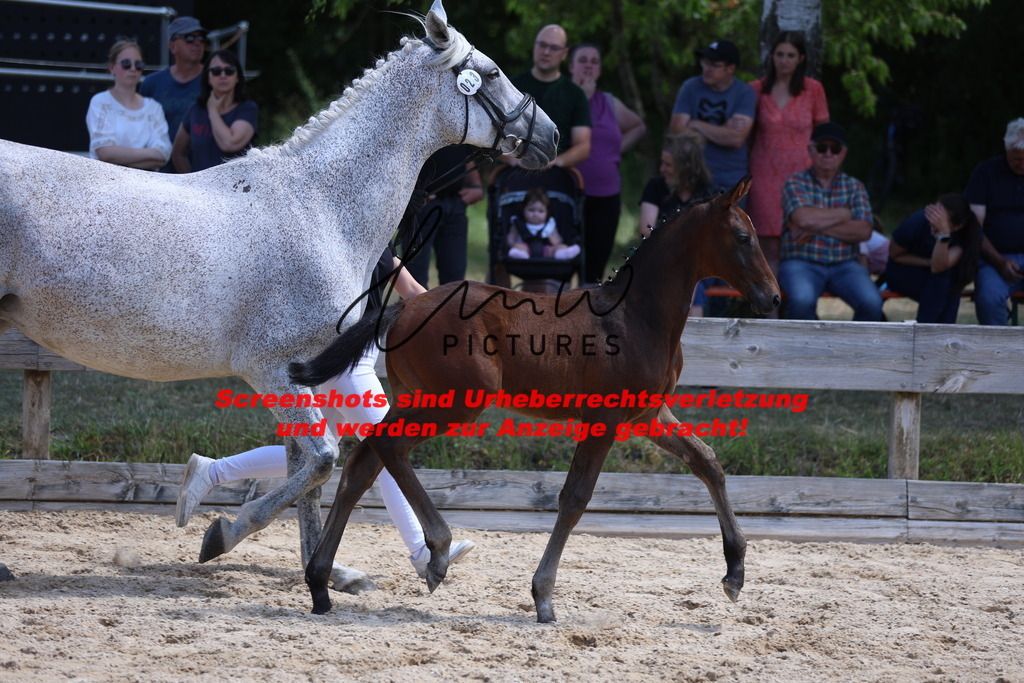 Fohlenschau_Schwäbisch_Hall_springbetonte_Fohlen_KN 23_8 | lmwpictures - Realisiert mit Pictrs.com