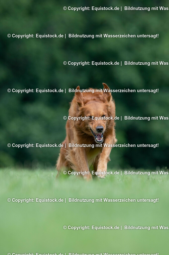 20210712_Spielender-Hund_0001 | Foto: Thomas Hartig