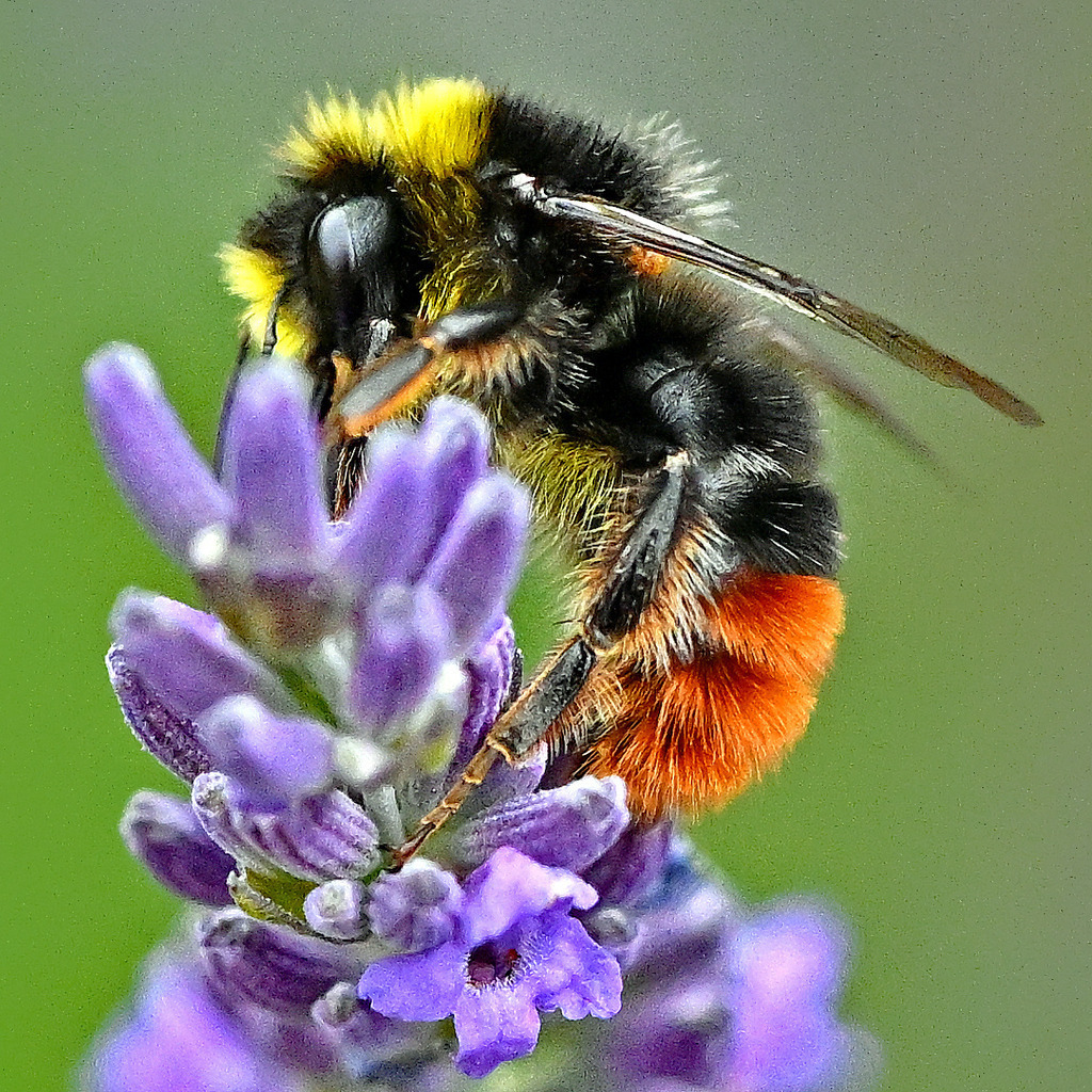 Steinhummel01q-4 | lucisnaturbilder - Realisiert mit Pictrs.com