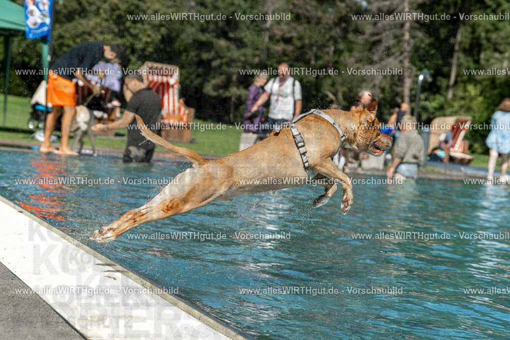 Hundeschwimmen_Volksbad_2026-allesWIRTHgut_Tierfotografie-2609061253-120328-7R500268 | Professionelle Tierfotografie in Mönchengladbach von Daniel Wirth (allesWIRTHgut). Liebevolle & natürliche Bilder von Hunden & Katzen für unvergessliche Erinnerungen.