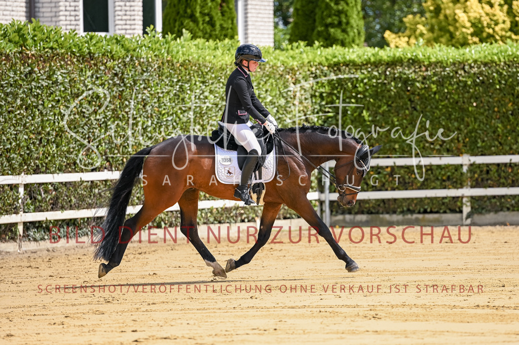 Schugtsche-Aluta25-48.Reitpferfdeprf.-53 | Schugtsche Fotografie - Realisiert mit Pictrs.com