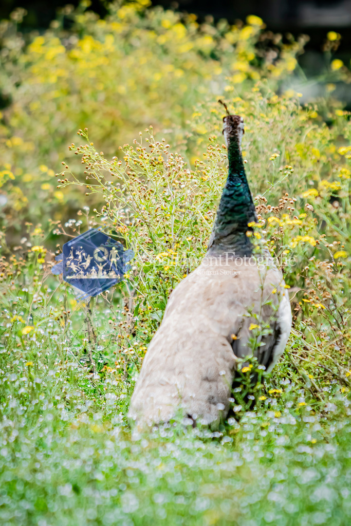 IMG_2794 | SportEventFotografie - Roman Stoiber