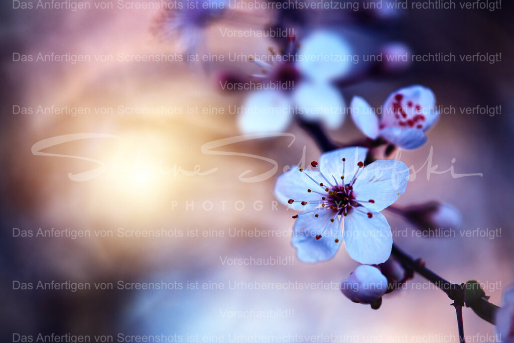 Wandbild Vogelkirsche | People- und Tierfotografie, Imageaufnahmen, Veranstaltungsfotografie und Wandbilder aus der Natur ★ Made in Germany ✔️ Druck + Downloads ✔️ Naturfotografie in Top Qualität ★ schneller Versand, weltweite Lieferung! - Realisiert mit Pictrs.com