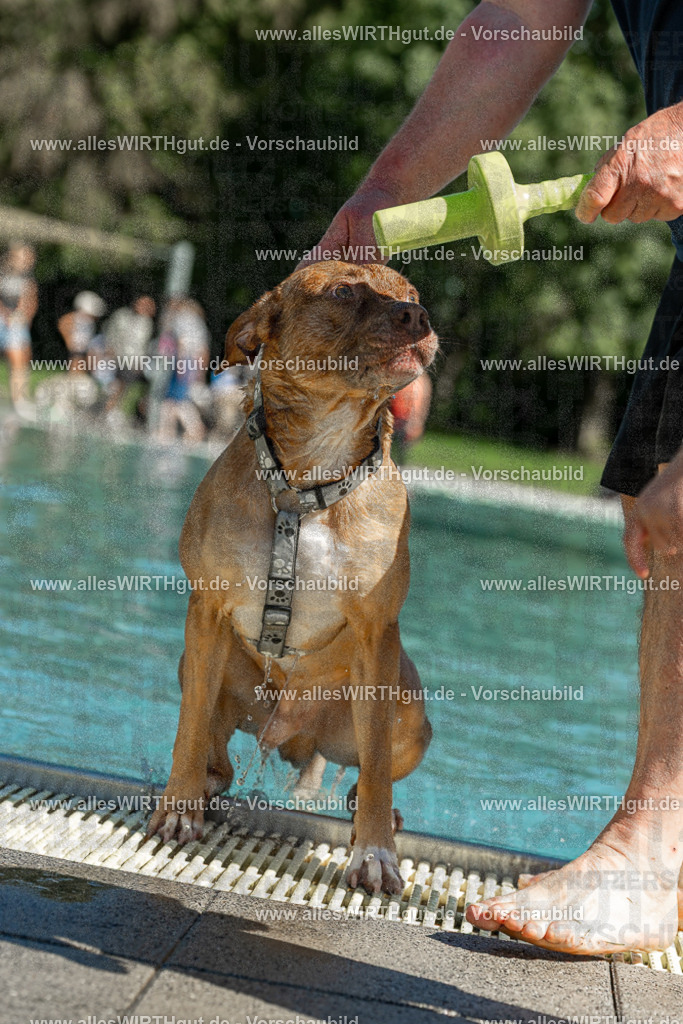 Hundeschwimmen_Volksbad_2026-allesWIRTHgut_Tierfotografie-2609061253-120317-7R500259 | Professionelle Tierfotografie in Mönchengladbach von Daniel Wirth (allesWIRTHgut). Liebevolle & natürliche Bilder von Hunden & Katzen für unvergessliche Erinnerungen.
