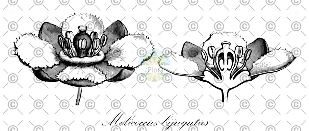 HistAbb_wfo-0001261485_1_ENZY_Simple | Historische Abbildung von Melicoccus bijugatus - Sapindaceae | Historical Illustration of Melicoccus bijugatus - Sapindaceae